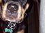 Rottweiler Von Hause Nomis Irina (Kikki)