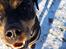 Rottweiler Von Hause Nomis Irina (Kikki)