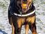 Rottweiler Von Hause Nomis Irina (Kikki)