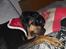 Rottweiler Von Hause Nomis Irina (Kikki)