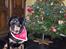 Rottweiler Von Hause Nomis Irina (Kikki)
