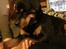 Rottweiler Von Hause Nomis Irina (Kikki)