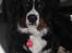 Berner sennenhund lillefix
