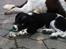 Engelsk springer spaniel Malthe 