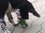 Engelsk springer spaniel Malthe 