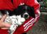 Engelsk springer spaniel Malthe 