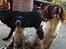 Engelsk springer spaniel Malthe 