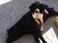 Engelsk springer spaniel Malthe 