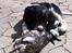 Engelsk springer spaniel Malthe 