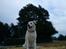 Labrador retriever Taison