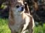 Chihuahua Chihuanas Flush of Hearts - Momo - Stolte Momofis <3 15 Januar 2017
