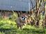 Chihuahua Chihuanas Flush of Hearts - Momo - 15 Januar 2017