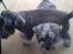 Dvaergschnauzer *RICKEY*