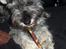 Dvaergschnauzer *RICKEY*