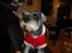 Dvaergschnauzer *RICKEY*