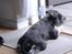 Dvaergschnauzer *RICKEY*