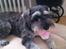 Dvaergschnauzer *RICKEY*