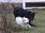Blanding af racer Frida - Beagle/Cocker Spaniel