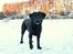 Labrador retriever Enya - 15-01-2017