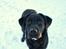 Labrador retriever Enya - 15-01-2017