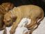 Rhodesian ridgeback Harald