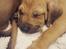 Rhodesian ridgeback Harald