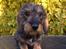 Gravhund Rafeldi's Berta