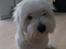 Coton de tulear Jasmine