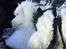 Coton de tulear Jasmine - Frankrig, here we come