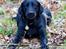 Labrador retriever Eshøjs Trille - 18. 21. januar 2017 