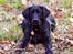 Labrador retriever Eshøjs Trille - 9. 21. januar 2017