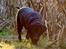 Labrador retriever Eshøjs Trille - 24. 21. januar 2017