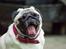 Mops Monirentes Rabiola *kaldes Mopse*