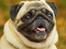 Mops Monirentes Rabiola *kaldes Mopse*