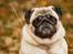 Mops Monirentes Rabiola *kaldes Mopse*