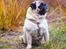 Mops Monirentes Rabiola *kaldes Mopse*
