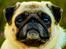 Mops Monirentes Rabiola *kaldes Mopse*