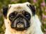 Mops Monirentes Rabiola *kaldes Mopse*