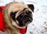 Mops Monirentes Rabiola *kaldes Mopse*