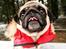 Mops Monirentes Rabiola *kaldes Mopse*