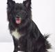 Islandsk fårehund Thyhundens Victor