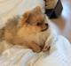 Pomeranian Aslan
