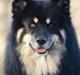 Finsk lapphund INTCH KBHV15 DKKV15 DKV16 Dreamlapin's Ainu