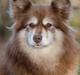 Finsk lapphund Fjällfarmens Qikki