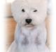 West highland white terrier AND THIS IS ME BRENDA VOM SCHMUTTERTAL