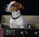 Jack russell terrier Conrad Markussen 