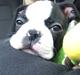 Boston terrier Wilma