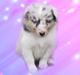 Shetland sheepdog Merle 