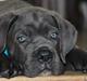 Cane corso Colombiano "sange Blu" in Verto Corso