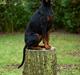 Dobermann Flottenheimer Perle